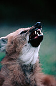 Maned wolf (Chrysocyon brachyurus)