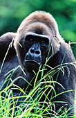 Western Lowland Gorilla (Gorilla gorilla gorilla)