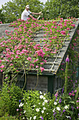 Roses on cottages, fix the trellis, Siasconset, Nantucket Island, Massachusetts. USA.