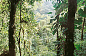 Rainforest. Monteverde. Costa Rica
