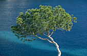 Pine at El Mago beach. Majorca, Balearic Islands. Spain