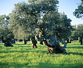 Olive trees near Valldemosa, Serra de Tramuntana. Majorca, Balearic Islands. Spain