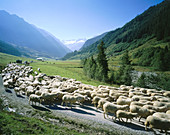 Sheep. Tyrol. Austria