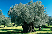 Olive tree. Majorca. Balearic Islands. Spain