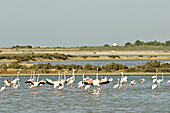 Greater Flamingos (Phoenicopterus ruber) in the South of Ibiza. Balearic Islands, Spain