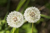 Dandelions (Taraxacum officinale)