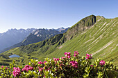 Alpine rose, lake Schlappoldsee, Fellhorn, Allgaeu Alps, Germany