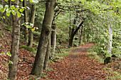 Forest path, Höllental, Frankenwald, Franconia, Germany