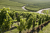 Vineyard, Iphofen, Franconia, Germany
