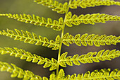 Fern leaf with spores (Dryopteris sp.). Germany