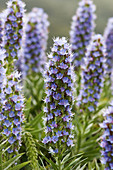 Echium acanthocarpum. La Gomera. Canary Islands. Spain.