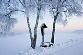 Cross and birches, winter morning, Schlehdorf, Bavaria, Germany