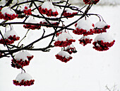 Rowan (Sorbus aucuparia) after snowfall. Matsalu Nature Reserve. Estonia