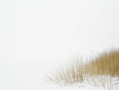 Grass and snow at Puhtu-Laelatu-Nehatu reserve, Matsalu National Park. West Estonia