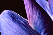 Detail of a Lupine flower (Lupinus sp.)