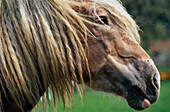 Farm horse. Bavaria. Germany