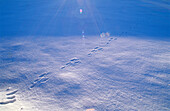 Track of hare in snow