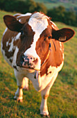Cow. Belgium
