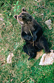 Brown Bear (Ursus arctos), cub. Bavaria. Germany
