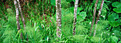 Poplars in a meadow. Bavarian Forest National Park. Germany