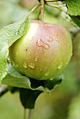 Apple after summer rain