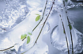 Frozen blacberry leaves