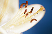 Amaryllis flower (Amaryllis sp.)
