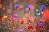 meadow with corn flowers and poppies (Papaver rhoeas), Germany