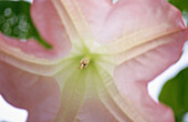 Datura arborea