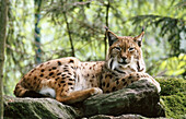 Lynx (Felis lynx). Bavarian Forest. Bavaria, Germany