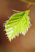 Beech leaves (Fagus sylvatica). Bavarian Forest National Park. Bavaria, Germany