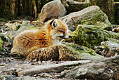 Red Fox (Vulpes vulpes). Bavarian Forest, Upper Palatinate. Bavaria, Germany