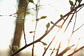 First leaves opening in spring. Bavarian Forest, Upper Palatinate. Bavaria, Germany