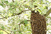 Swarming bees (Apis mellifera) have assembled themselves around a flowering apple tree. Upper Palatinate. Bavaria. Germany