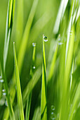 Grasses after spring rain. Bavaria. Germany