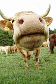 Cows on a meadow. Lohberg. Upper Palatinate. Bavaria. Germany