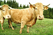 Cows on a meadow. Lohberg. Upper Palatinate. Bavaria. Germany