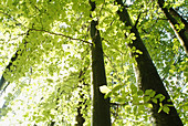 Beech trees (Fagus sylvatica). Bavarian Forest National Park. Bavaria. Germany