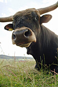 Bull, landscape near Kötzting. Upper Palatinate. Bavaria. Germany