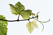 Vine leaves. Bavaria. Germany