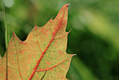 Oak leaf (Quercus rubra) in autumn. Bavaria. Germany.