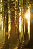 Sunset in beech forest (Fagus sylvatica) in autumn. Bavaria. Germany.