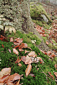 Beech leaves (Fagus sylvatica) lying on moss-covered trunk in autumn. Bavaria. Germany.