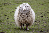 Sheep with thick winter coat standing on a meadow. Upper Palatinate, Bavaria, Germany