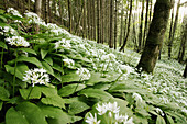 Wild Garlic (Allium ursinum) flowering in a spruce forest (Picea abies) at dusk. Chiemgau, Alps, Upper Bavaria, Germany, Europe, May 2005