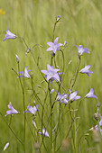 Bell-flower (Campanula patula) on a meadow. Arrach, Upper Palatinate, Bavaria, Germany, Eruope, June 2005.