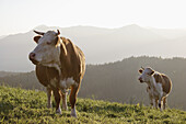 Cows on alpine meadow near Millstätter See. Nockberge, Alps, Carinthia, Austria