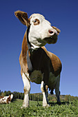 Cow on alpine meadow near Rennweg, Hohe Tauern, Alps, Carinthia, Austria