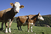 Cows on alpine meadow near Rennweg, Hohe Tauern, Alps, Kärnten/Carinthia, Austria