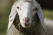 Sheep, Zirknitztal, Alps, Carinthia, Austria